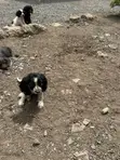 Mbwa Mwanama Cocker Spaniel Safi, Miezi 3-6 - 1