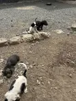Mbwa Mwanama Cocker Spaniel Safi, Miezi 3-6 - 2
