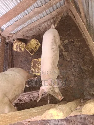 Piglets and Mature Female Pig
