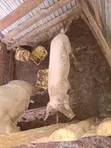 Piglets and Mature Female Pig - 1