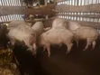 Piglets and Mature Female Pig - 2