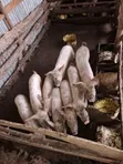 Piglets and Mature Female Pig - 3