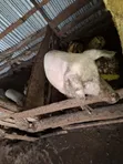 Piglets and Mature Female Pig - 4