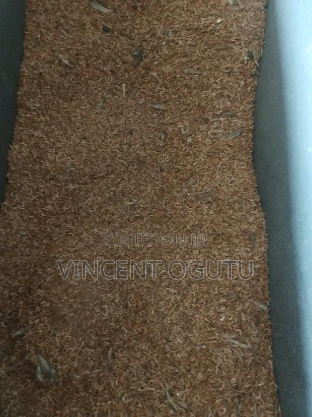 Ochonga for Animals Feed - 1