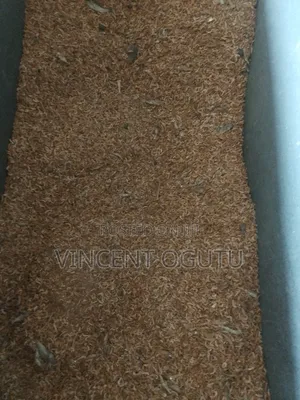 Ochonga for Animals Feed