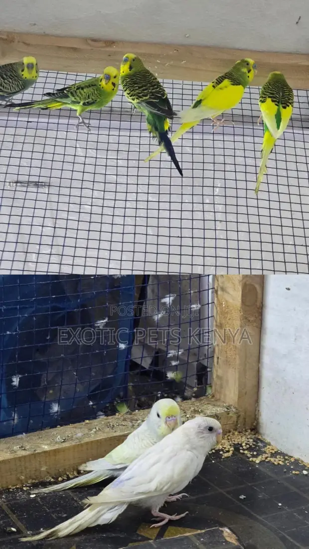 Colourful Budgie Pairs - 1