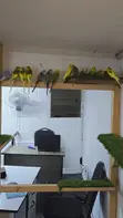 Colourful Budgie Pairs - 2