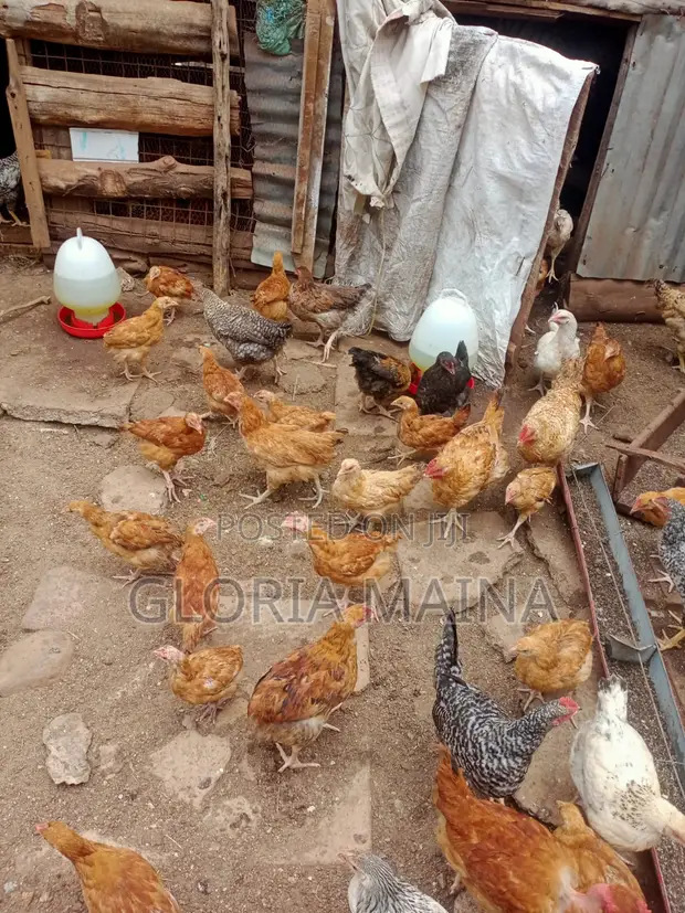 Improved Kienyeji Chicken - 3 Months Old - 1