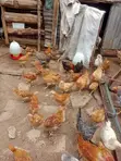 Improved Kienyeji Chicken - 3 Months Old - 1