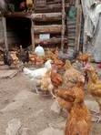 Improved Kienyeji Chicken - 3 Months Old - 2