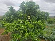 Vipande vya Eka 1 Vinauzwa Kajiado - 2