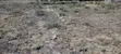 Kiwanja cha Makazi Syokimau Katani Road 50x100 Jacaranda Court - 1