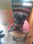 Mbwa Mchanga wa Kijerumani wa Kiume Mwezi 1-3 - 2