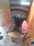 Mbwa Mchanga wa Kijerumani wa Kiume Mwezi 1-3 - 3