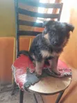 Mbwa Mchanga wa Kijerumani wa Kiume Mwezi 1-3 - 4