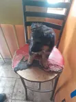 Mbwa Mchanga wa Kijerumani wa Kiume Mwezi 1-3 - 5