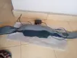 Ex-Germany Neck/Back Heat Massager - 3