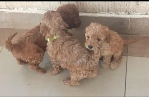 Purebred Poodle Puppy - 1-3 Months Old