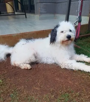 Mbwa Mzazi wa Havanese Jike - Zaidi ya Mwaka 1