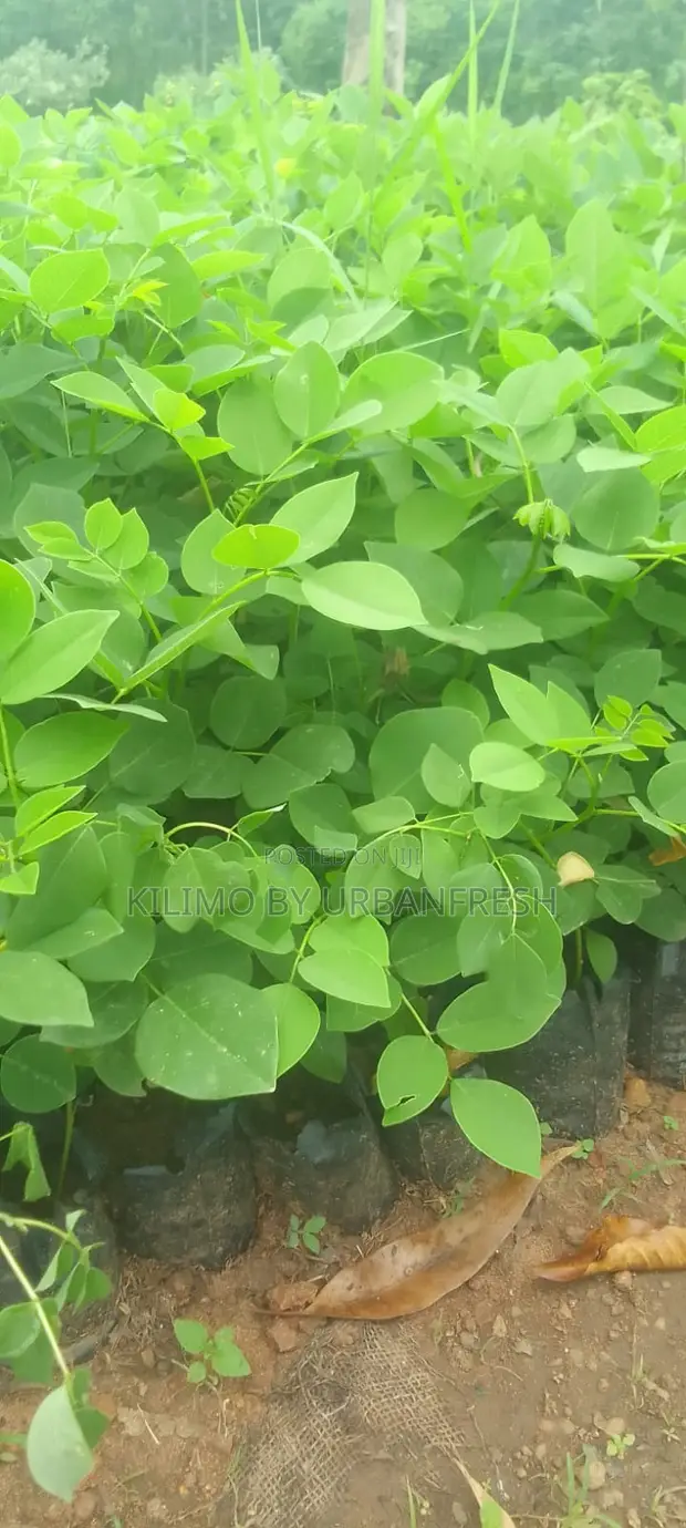 Miti ya Mfugo ya Gliricidia Sepium (Vichepe 100) - 1