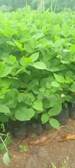 Miti ya Mfugo ya Gliricidia Sepium (Vichepe 100)