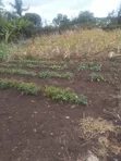 1 Acre Mixed-Use Land for Sale in Ngei Estate - 1