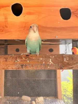 Turquoise Imported Lovebirds