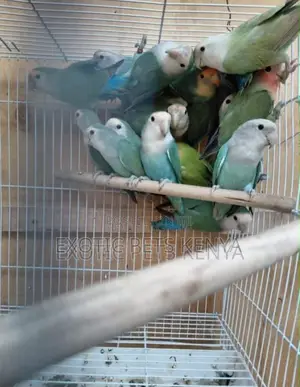 Rare Coloured Lovebirds