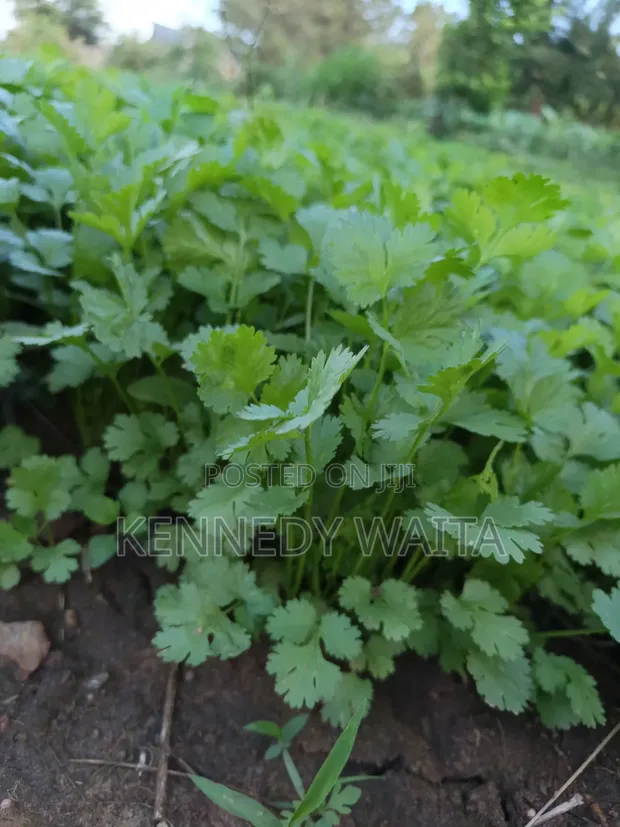 Fresh Coriander (Dania) for Sale - 1