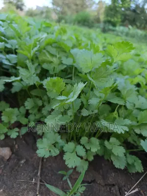 Fresh Coriander (Dania) for Sale