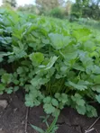 Fresh Coriander (Dania) for Sale - 1