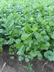 Fresh Coriander (Dania) for Sale - 2