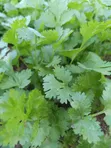 Fresh Coriander (Dania) for Sale - 3