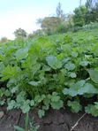 Fresh Coriander (Dania) for Sale - 4