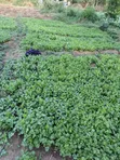 Fresh Coriander (Dania) for Sale - 5