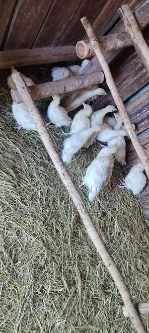 White Holland Turkey Poults