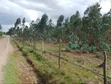 5 Acres Land for Sale, Kasuku Weru, Nyandarua County - 2