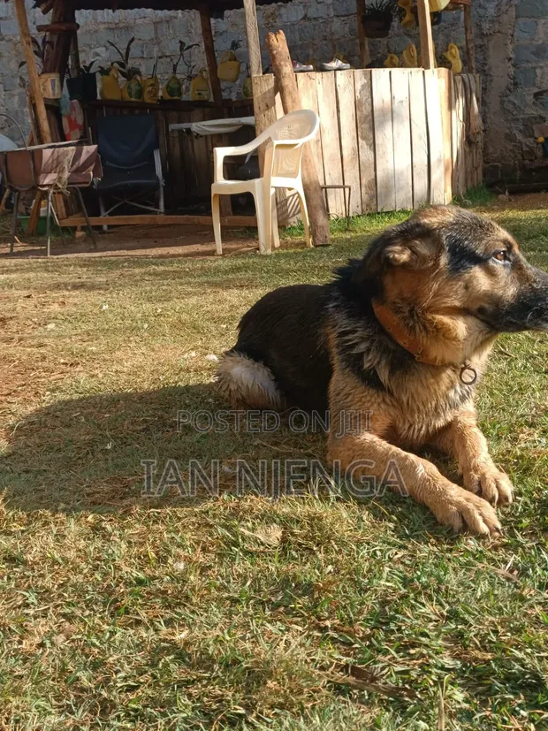 Purebred German Shepherd - 1+ Year Male - 1