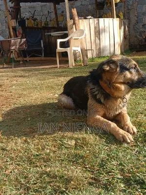 Purebred German Shepherd - 1+ Year Male
