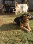 Purebred German Shepherd - 1+ Year Male - 1