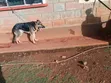 Purebred German Shepherd - 1+ Year Male - 2