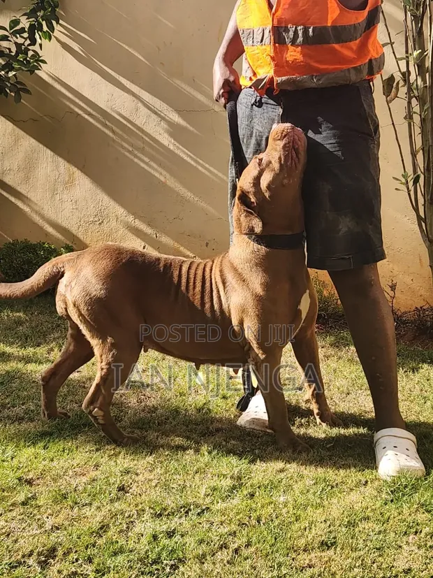 Purebred Boerboel Female - 1+ Year Old - 1