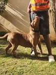 Purebred Boerboel Female - 1+ Year Old - 1