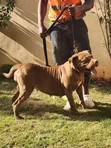 Purebred Boerboel Female - 1+ Year Old - 2