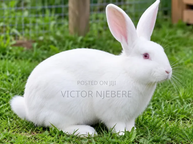 Mature New Zealand Rabbit - 1