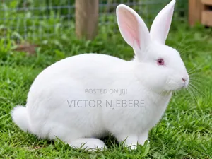 Mature New Zealand Rabbit