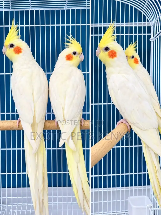 Yellow (Lutino) Cockatiel - 1