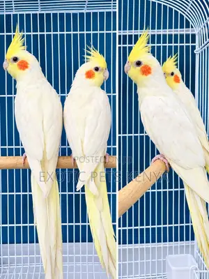 Yellow (Lutino) Cockatiel
