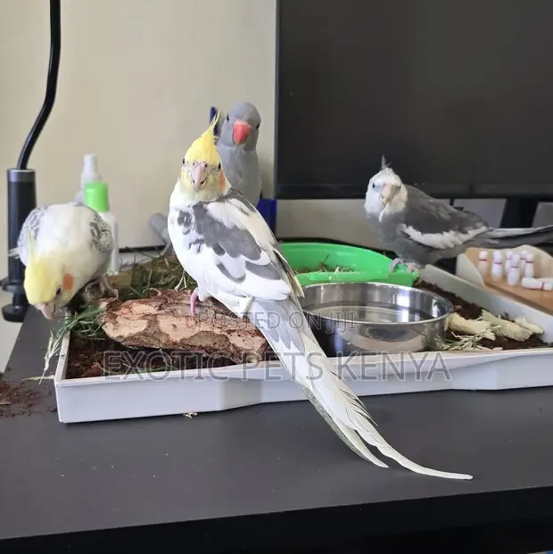 Hand-Raised Cockatiel - 1