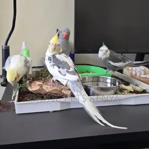 Hand-Raised Cockatiel